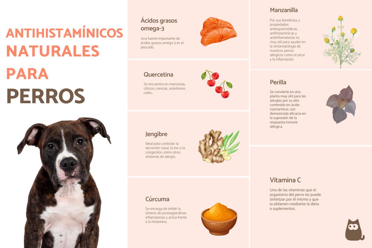 Antihistamínicos naturales para perros