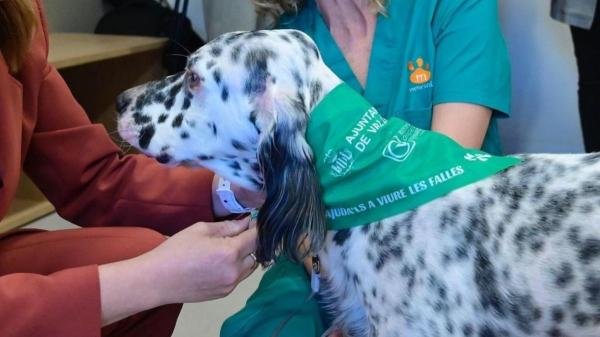 Ya están disponibles los 12.000 pañuelos verdes de las Fallas 2026: así puedes proteger a tu perro - El lenguaje del silencio: por qué entender y respetar el “código verde” es tan importante