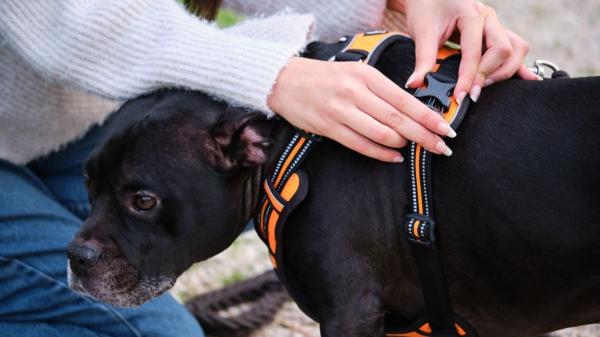 Ya están disponibles los 12.000 pañuelos verdes de las Fallas 2026: así puedes proteger a tu perro - Los horarios de “tregua” para los perros