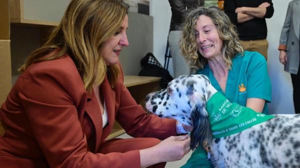 Ya están disponibles los 12.000 pañuelos verdes de las Fallas 2026: así puedes proteger a tu perro