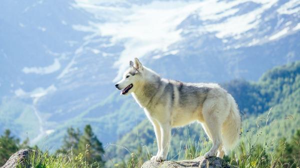 La ciencia lo confirma: los perros nos acompañan desde hace más de 16.000 años - Así descubrieron el ADN de perro más antiguo y desde cuándo son nuestros compañeros