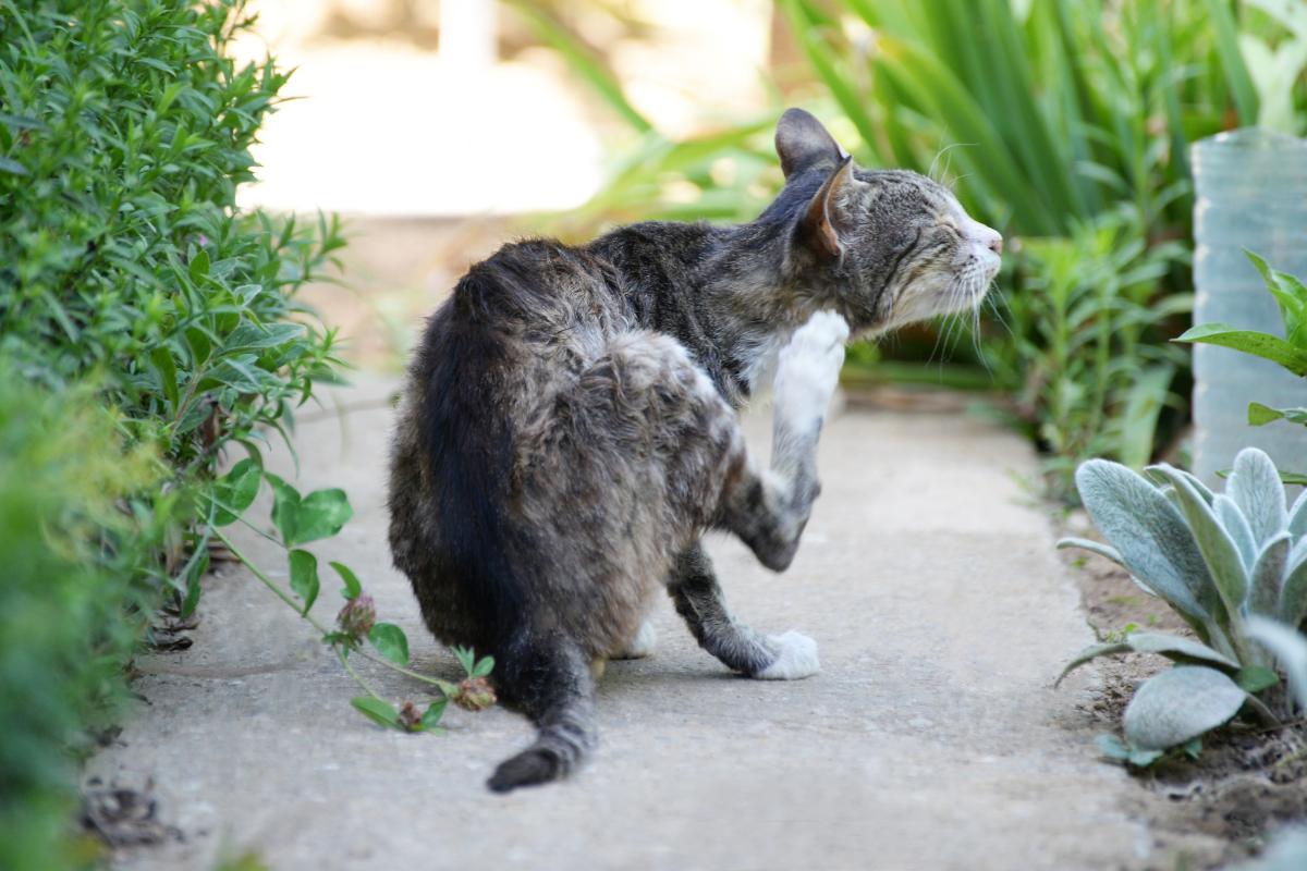 ¿El bicarbonato mata las pulgas en gatos?
