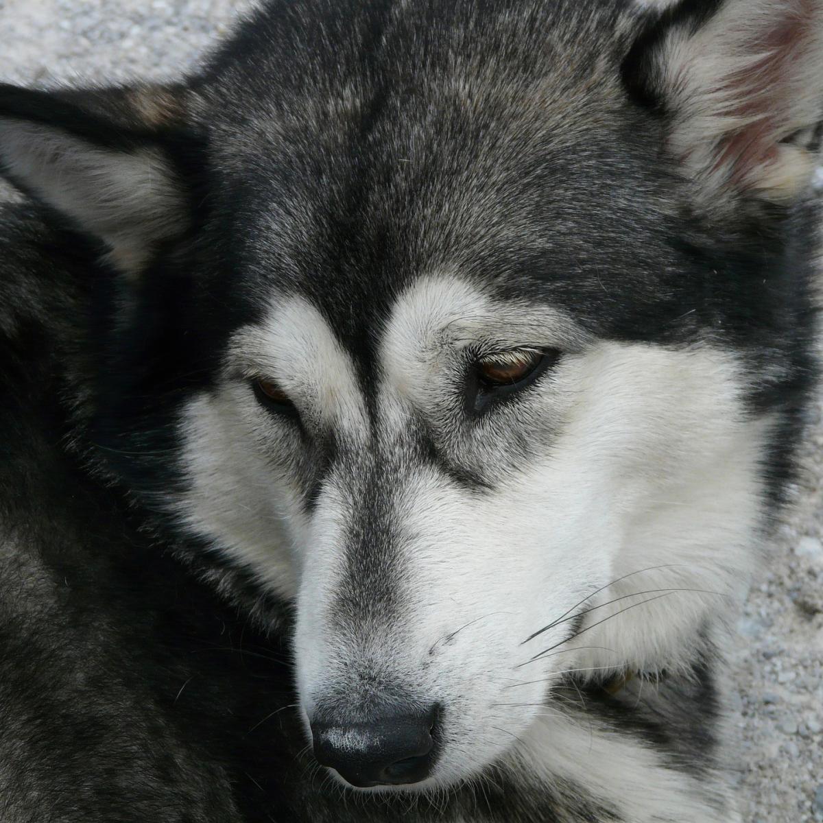 Enfermedades más comunes del husky siberiano