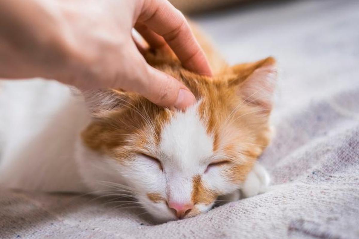 ¿Cómo acariciar a un gato?