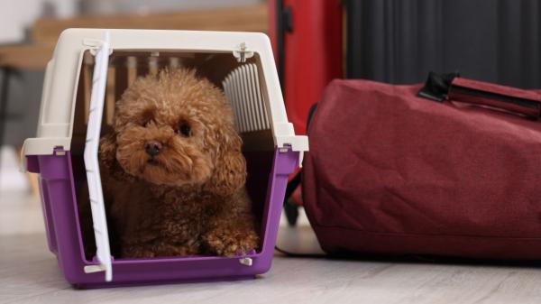 Una etóloga canina advierte sobre las nuevas normas de la UE para viajar con mascotas: “Protegen la salud, pero dejan fuera cómo viajan realmente los animales” - El gran vacío de la normativa: cómo viajan los animales (especialmente en avión)