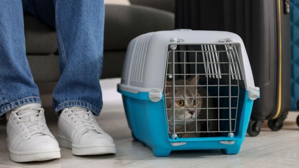 Una etóloga canina advierte sobre las nuevas normas de la UE para viajar con mascotas: “Protegen la salud, pero dejan fuera cómo viajan realmente los animales” - La nueva normativa de la UE “protege la salud, pero no el bienestar de los animales”