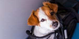 Una etóloga canina advierte sobre las nuevas normas de la UE para viajar con mascotas: “Protegen la salud, pero dejan fuera cómo viajan realmente los animales”