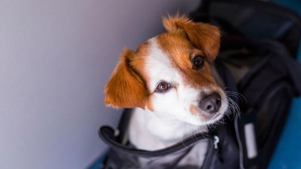 Una etóloga canina advierte sobre las nuevas normas de la UE para viajar con mascotas: “Protegen la salud, pero dejan fuera cómo viajan realmente los animales”