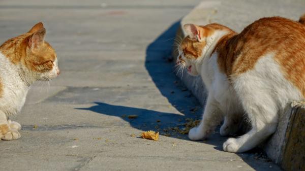 Si escuchas gatos maullar por la noche o de madrugada, no siempre significa lo que crees: esto es lo que realmente está pasando y cómo actuar - El error más común al interpretar los maullidos nocturnos de los gatos