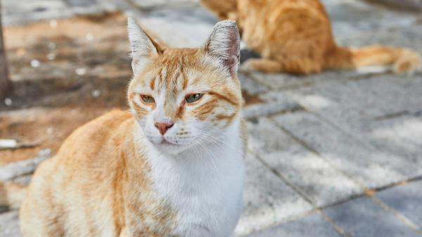 Si escuchas gatos maullar por la noche o de madrugada, no siempre significa lo que crees: esto es lo que realmente está pasando y cómo actuar - La mejor forma de actuar si hay gatos maullando cerca de casa