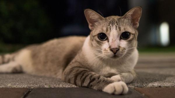 Si escuchas gatos maullar por la noche o de madrugada, no siempre significa lo que crees: esto es lo que realmente está pasando y cómo actuar - La verdadera razón por la que los gatos maúllan por la noche