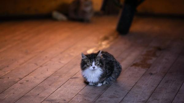 Si escuchas gatos maullar por la noche o de madrugada, no siempre significa lo que crees: esto es lo que realmente está pasando y cómo actuar - ¿Los gatos realmente perciben cosas que los humanos no ven y por eso maúllan?