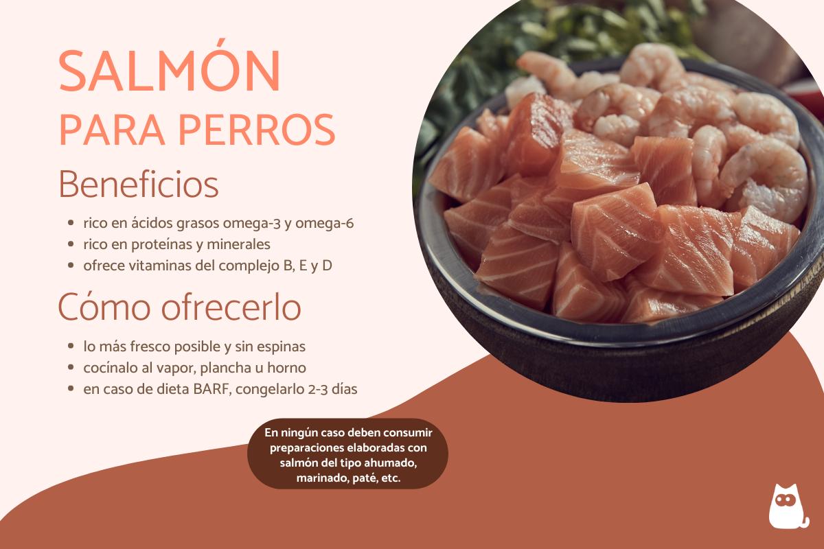 ¿Los perros pueden comer salmón?