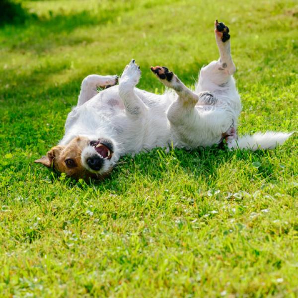 los perros se avergüenzan cuando cagan