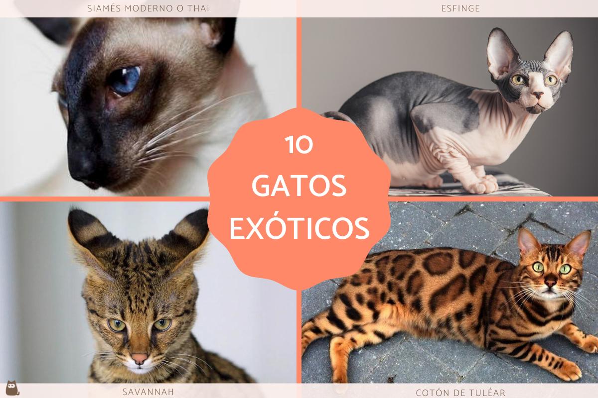 Razas de gatos exóticos