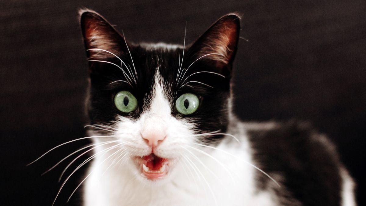 Si escuchas gatos maullar por la noche o de madrugada, no siempre significa lo que crees: esto es lo que realmente está pasando y cómo actuar