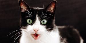 Si escuchas gatos maullar por la noche o de madrugada, no siempre significa lo que crees: esto es lo que realmente está pasando y cómo actuar