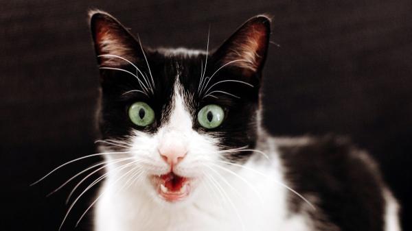 Si escuchas gatos maullar por la noche o de madrugada, no siempre significa lo que crees: esto es lo que realmente está pasando y cómo actuar