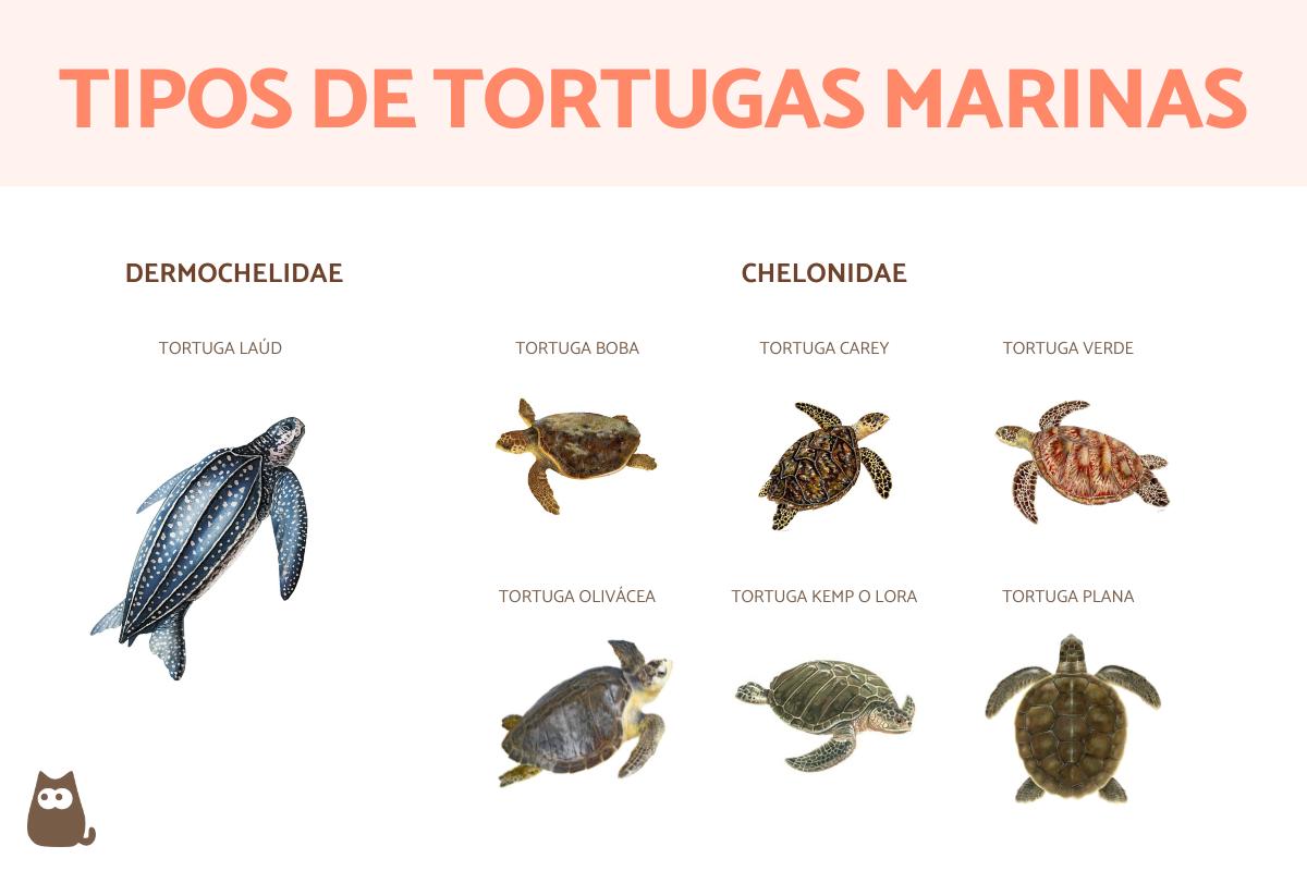 Tipos de tortugas marinas