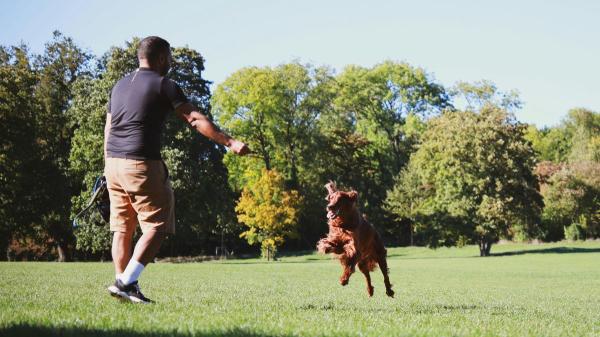La norma que muchos dueños de perros desconocen en Barcelona: cuándo pueden ir sueltos y cuándo no