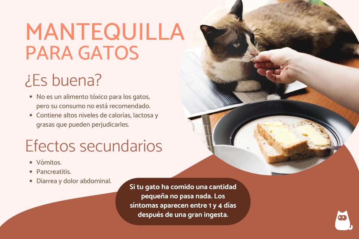 ¿Los gatos pueden comer mantequilla?