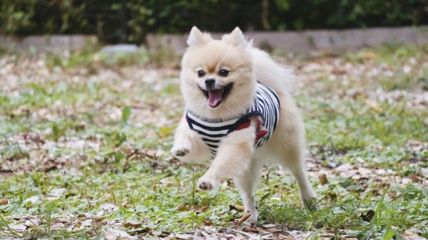 La norma que muchos dueños de perros desconocen en Barcelona: cuándo pueden ir sueltos y cuándo no - Más de 100 espacios para perros: dónde están las zonas sin correa de Barcelona