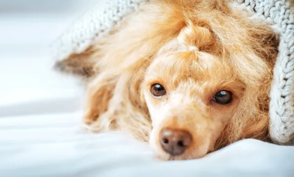 las perras sangran mucho cuando están en celo