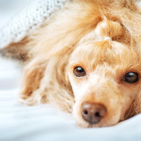 las perras sangran mucho cuando están en celo