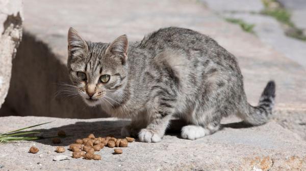 Pienso gratis para alimentar gatos callejeros: por qué algunos ayuntamientos lo ofrecen a cambio de información - Cuidadores de colonias felinas: la información clave que puede mejorar la gestión de los gatos comunitarios