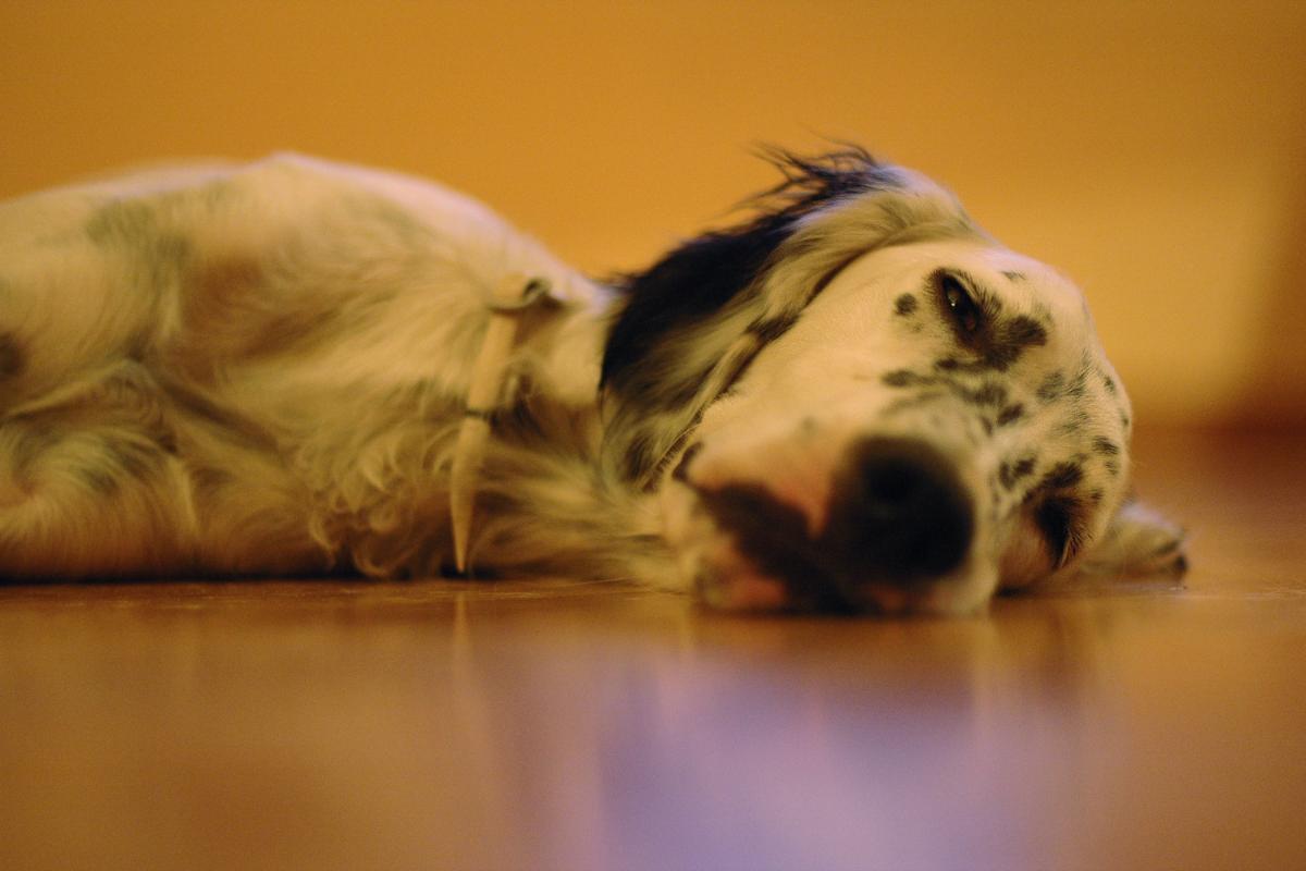 por qué mi perro no come y está cansado