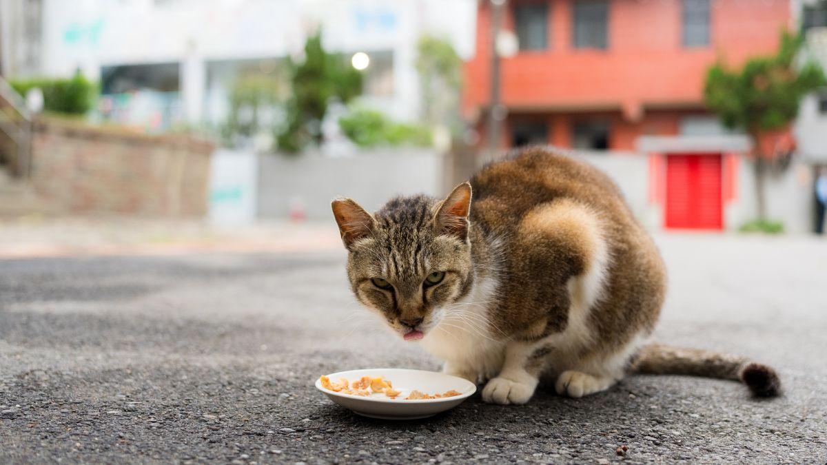 Pienso gratis para alimentar gatos callejeros: por qué algunos ayuntamientos lo ofrecen a cambio de información