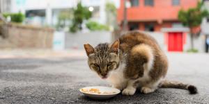 Pienso gratis para alimentar gatos callejeros: por qué algunos ayuntamientos lo ofrecen a cambio de información