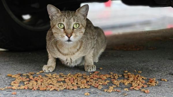 Pienso gratis para alimentar gatos callejeros: por qué algunos ayuntamientos lo ofrecen a cambio de información - Qué es el “efecto vacío” y por qué retirar gatos de una colonia puede empeorar el problema