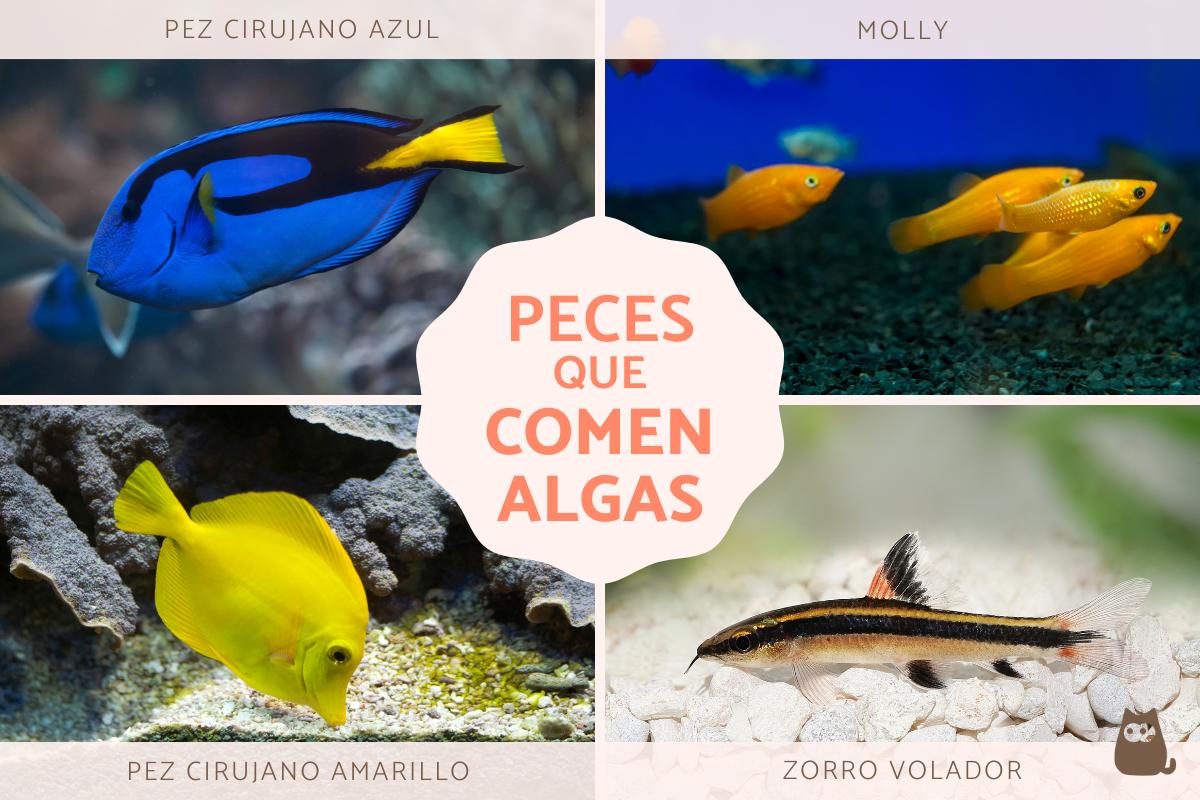 ¿Qué peces comen algas?