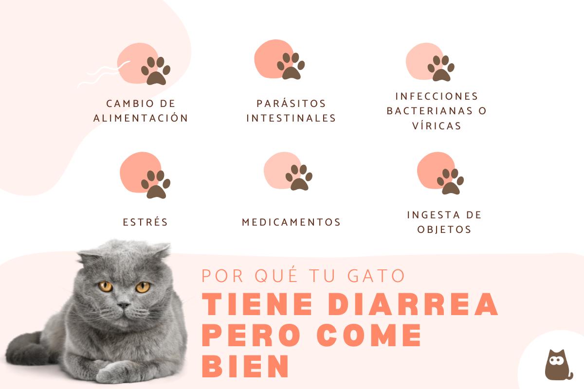 Mi gato tiene diarrea pero come bien: causas y qué hacer