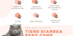 Mi gato tiene diarrea pero come bien: causas y qué hacer