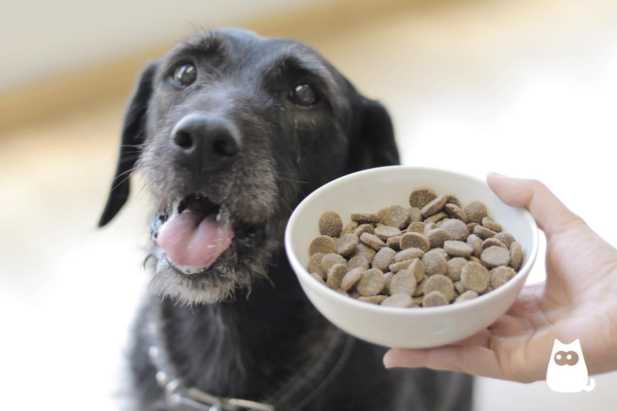 Pienso para perros con intolerancia alimentaria - ¿Cómo elegir el mejor?