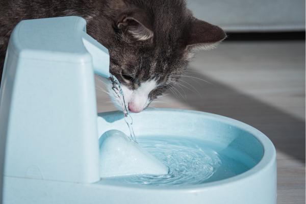 Mi gato tiene diarrea pero come bien: causas y qué hacer - ¿Qué hago si mi gato tiene diarrea pero come bien?