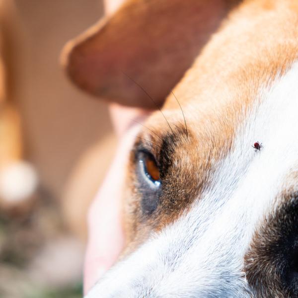 cómo mantienes las garrapatas alejadas de tu perro