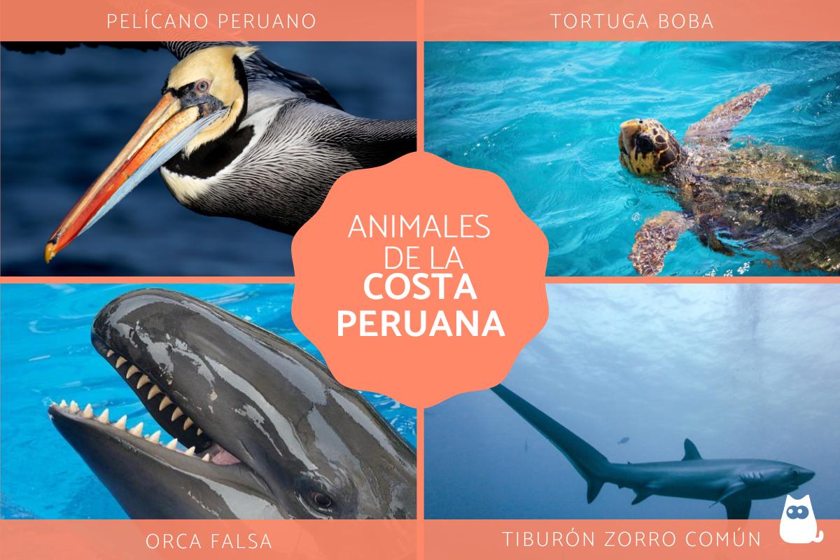 Animales de la costa peruana