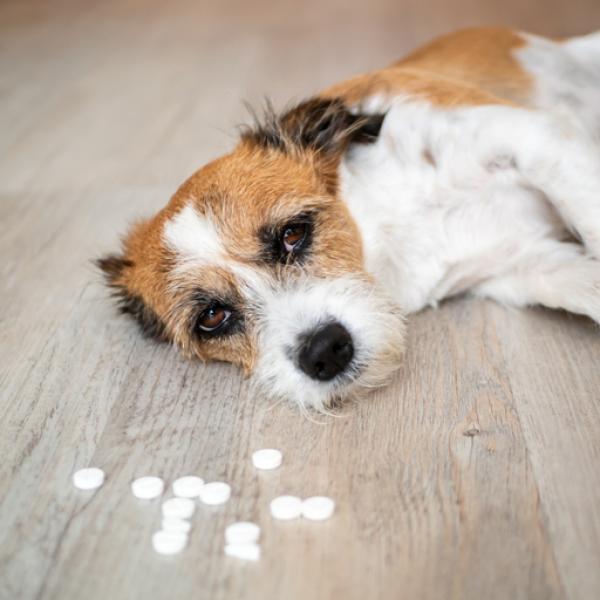 con qué frecuencia debo darle benadryl a mi perro para la urticaria