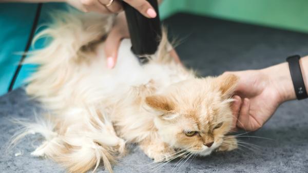 Carlos Gutiérrez, veterinario: “Se rapa a los gatos pensando que pasarán menos calor, pero su pelo es su propio aire acondicionado”