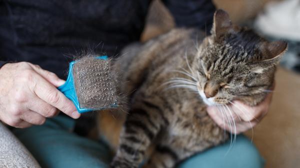 Carlos Gutiérrez, veterinario: “Se rapa a los gatos pensando que pasarán menos calor, pero su pelo es su propio aire acondicionado” - Si quieres ayudar a tu gato con el calor, esto es mucho mejor que raparlo