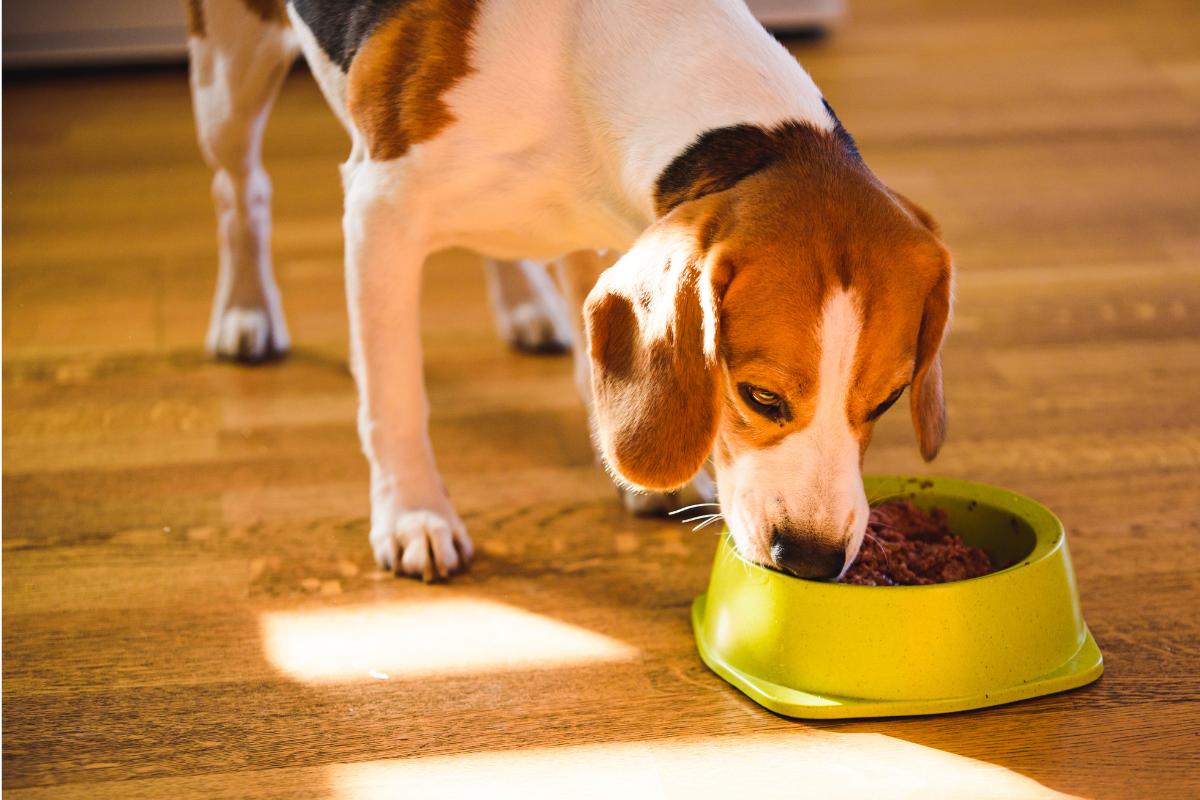Cantidad de comida para un beagle