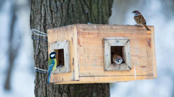 Un adolescente perdió a su pájaro y empezó a construir refugios para otras aves: cinco años después ya había fabricado más de 750 casas y su proyecto había llegado a 20 estados - Las cajas nido permiten compensar la falta de refugios para las aves