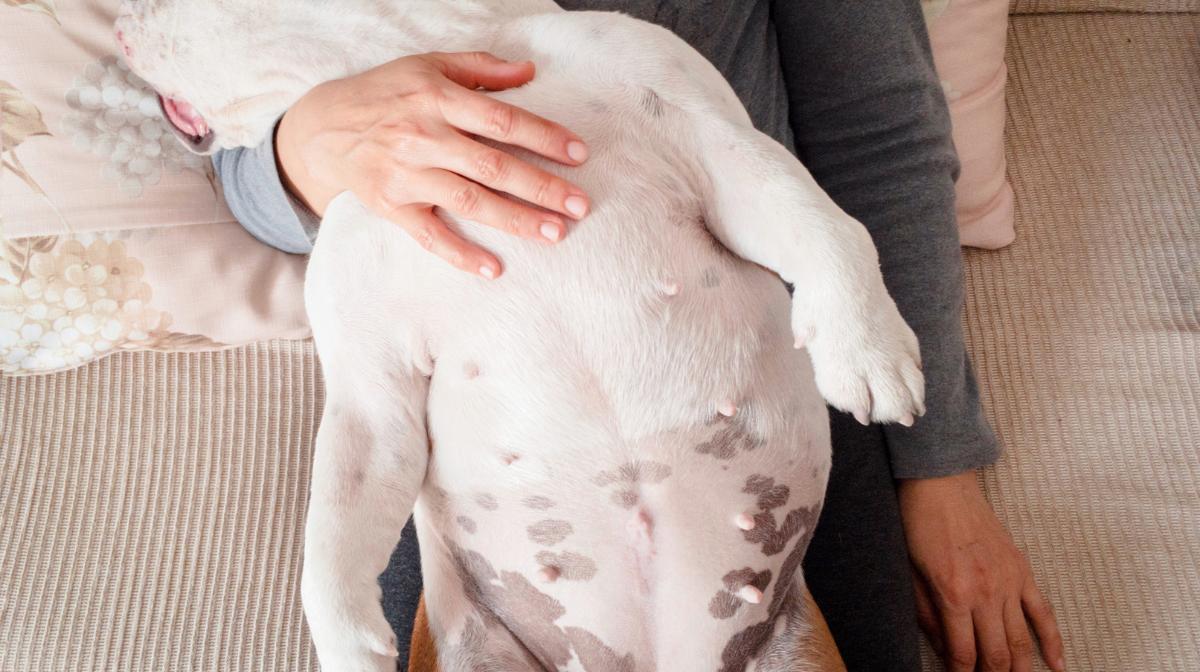 ¿Los perros tienen ombligo?