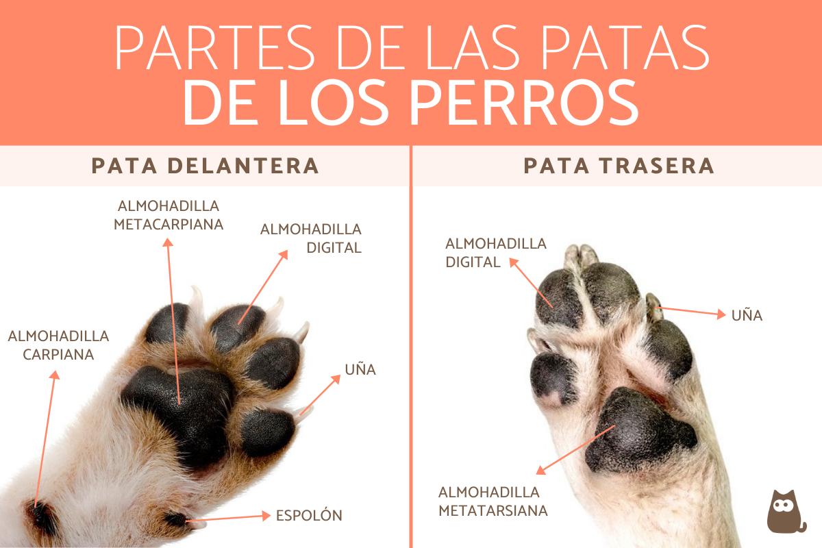 Partes de las patas de un perro