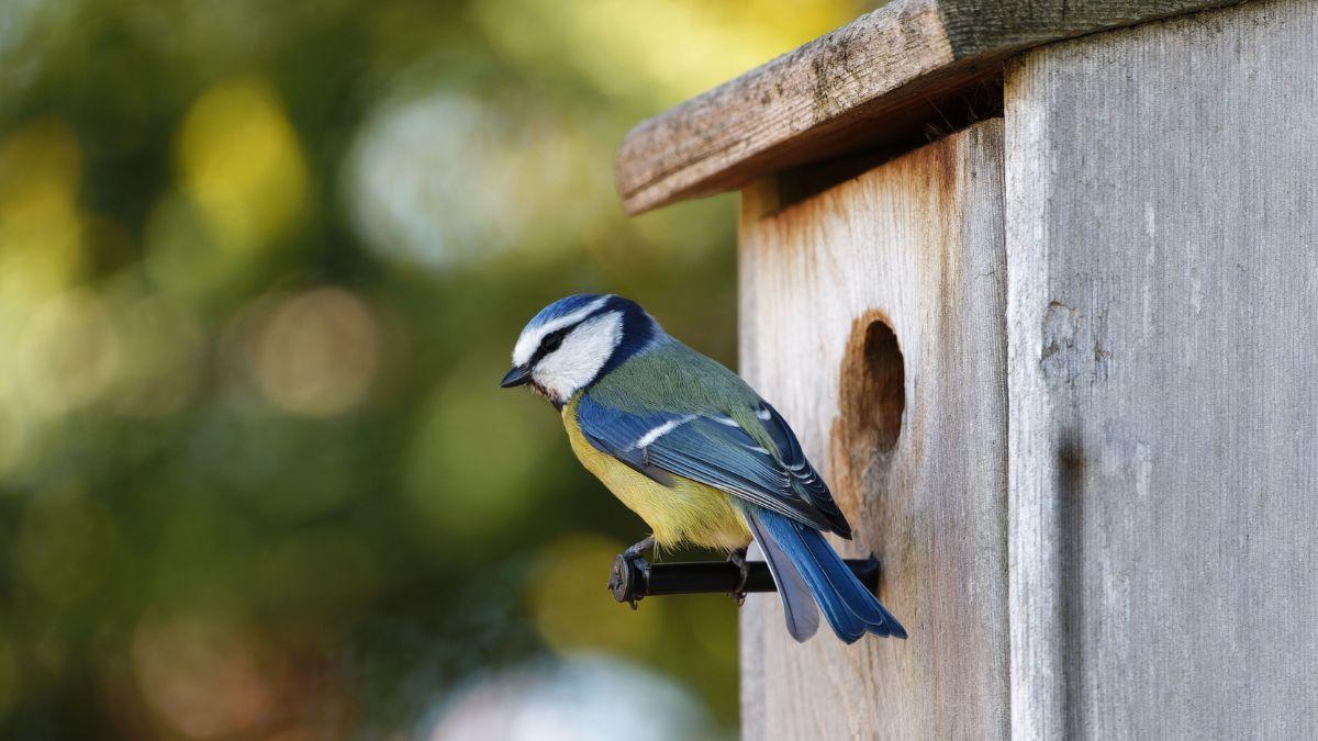 Un adolescente perdió a su pájaro y empezó a construir refugios para otras aves: cinco años después ya había fabricado más de 750 casas y su proyecto había llegado a 20 estados