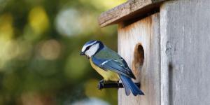 Un adolescente perdió a su pájaro y empezó a construir refugios para otras aves: cinco años después ya había fabricado más de 750 casas y su proyecto había llegado a 20 estados