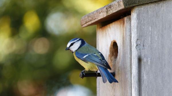 Un adolescente perdió a su pájaro y empezó a construir refugios para otras aves: cinco años después ya había fabricado más de 750 casas y su proyecto había llegado a 20 estados
